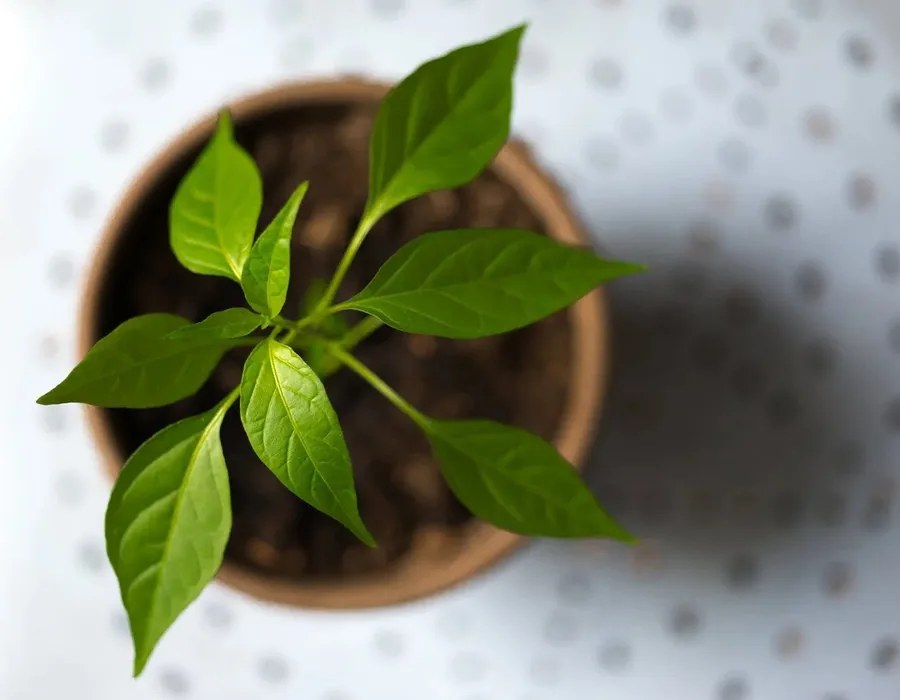 A young green plant in a pot